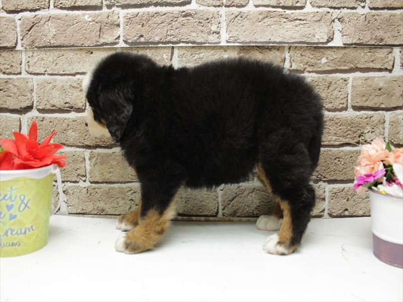 福岡県のバーニーズマウンテンドッグ (ワンラブ福岡総本店/2026年2月3日生まれ/男の子/ブラックラストホワイト)の子犬の2枚目の画像