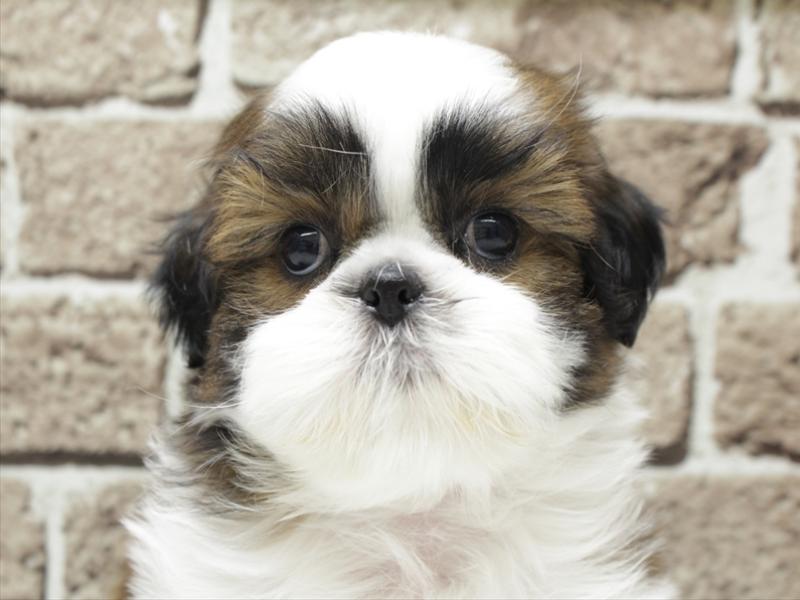 福岡県のシーズー (ワンラブ福岡総本店/2026年2月1日生まれ/男の子/ホワイトゴールド)の子犬の1枚目の画像