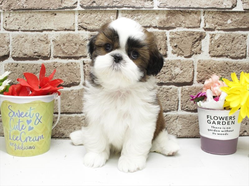 福岡県のシーズー (ワンラブ福岡総本店/2026年2月1日生まれ/男の子/ホワイトゴールド)の子犬の3枚目の画像