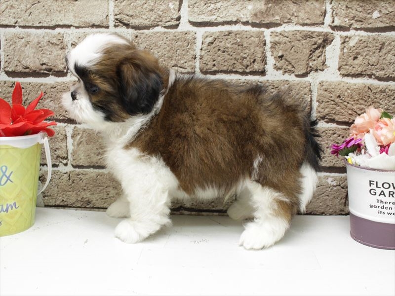 福岡県のシーズー (ワンラブ福岡総本店/2026年2月1日生まれ/男の子/ホワイトゴールド)の子犬の2枚目の画像