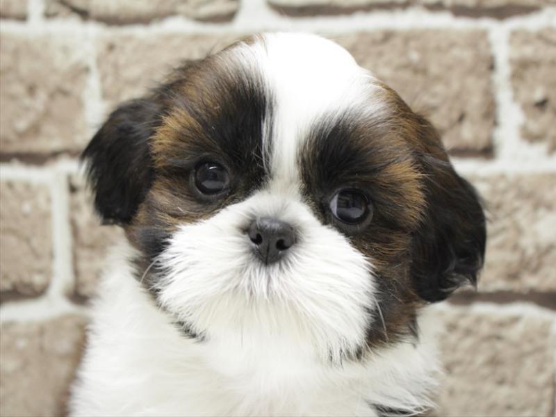 福岡県のシーズー (ワンラブ福岡総本店/2026年2月1日生まれ/女の子/ホワイトゴールド)の子犬の1枚目の画像