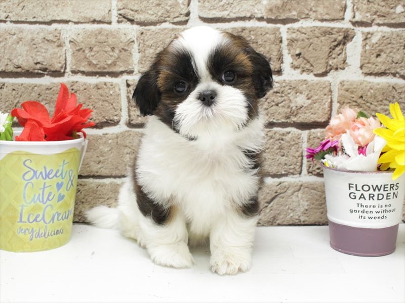 福岡県のシーズー (ワンラブ福岡総本店/2026年2月1日生まれ/女の子/ホワイトゴールド)の子犬の3枚目の画像