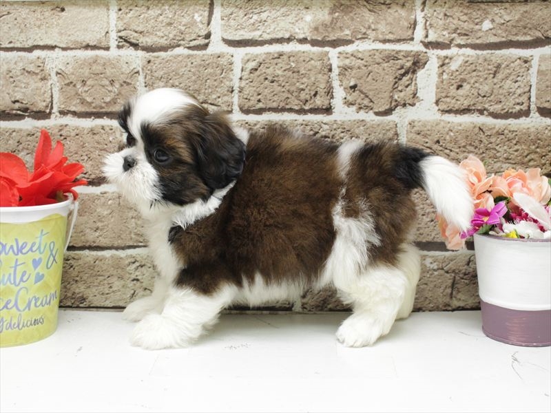 福岡県のシーズー (ワンラブ福岡総本店/2026年2月1日生まれ/女の子/ホワイトゴールド)の子犬の2枚目の画像