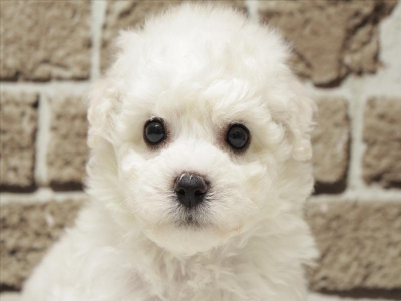 福岡県のビションフリーゼ (ワンラブ福岡総本店/2026年2月2日生まれ/男の子/ホワイト)の子犬の1枚目の画像