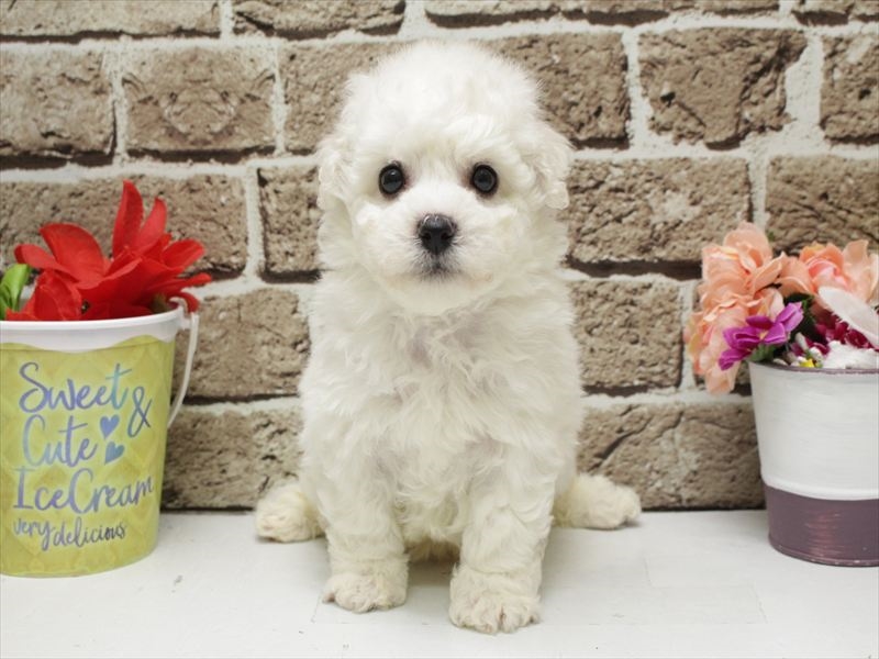 福岡県のビションフリーゼ (ワンラブ福岡総本店/2026年2月2日生まれ/男の子/ホワイト)の子犬の3枚目の画像