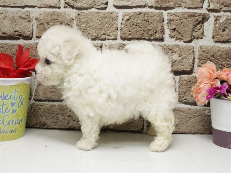 福岡県のビションフリーゼ (ワンラブ福岡総本店/2026年2月2日生まれ/男の子/ホワイト)の子犬の2枚目の画像