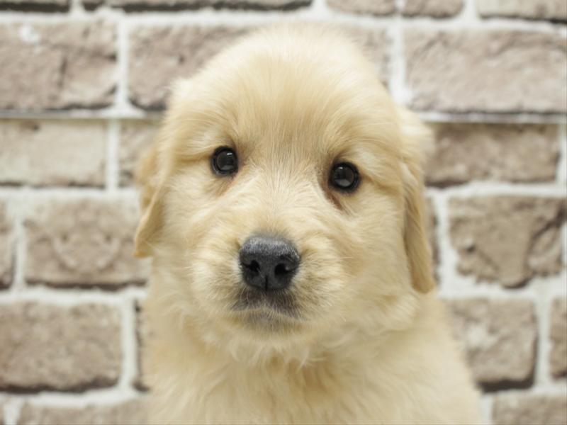 福岡県のゴールデンレトリバー (ワンラブ福岡総本店/2026年2月3日生まれ/男の子/ゴールド)の子犬の1枚目の画像