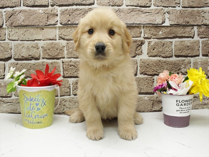 福岡県のゴールデンレトリバー (ワンラブ福岡総本店/2026年2月3日生まれ/男の子/ゴールド)の子犬の3枚目の画像