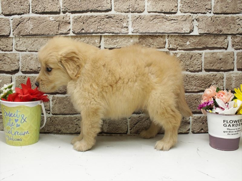 福岡県のゴールデンレトリバー (ワンラブ福岡総本店/2026年2月3日生まれ/男の子/ゴールド)の子犬の2枚目の画像