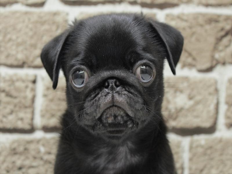 福岡県のパグ (ワンラブ福岡総本店/2026年2月1日生まれ/男の子/ブラック)の子犬の1枚目の画像