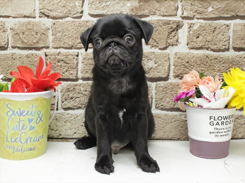 福岡県のパグ (ワンラブ福岡総本店/2026年2月1日生まれ/男の子/ブラック)の子犬の3枚目の画像