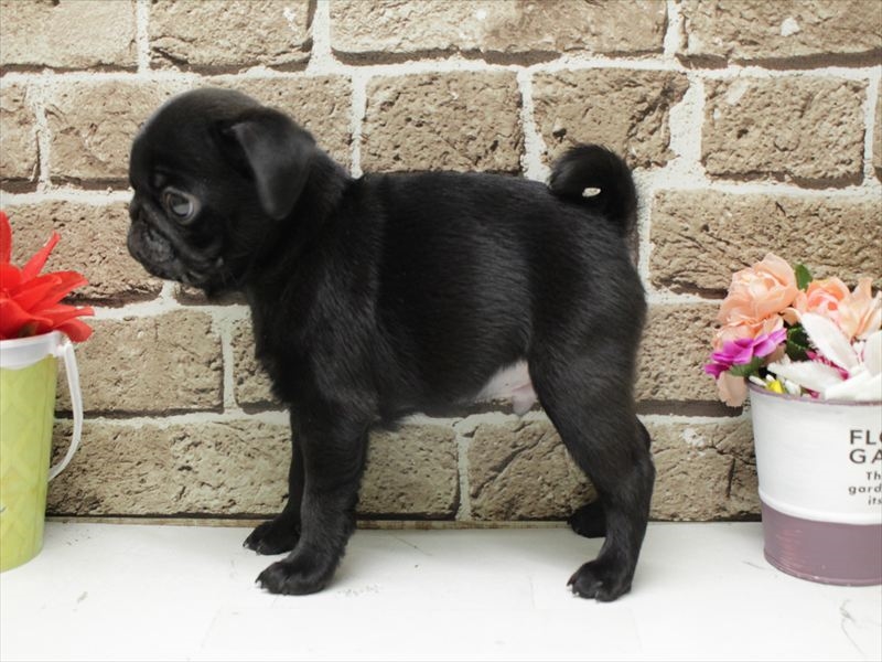 福岡県のパグ (ワンラブ福岡総本店/2026年2月1日生まれ/男の子/ブラック)の子犬の2枚目の画像