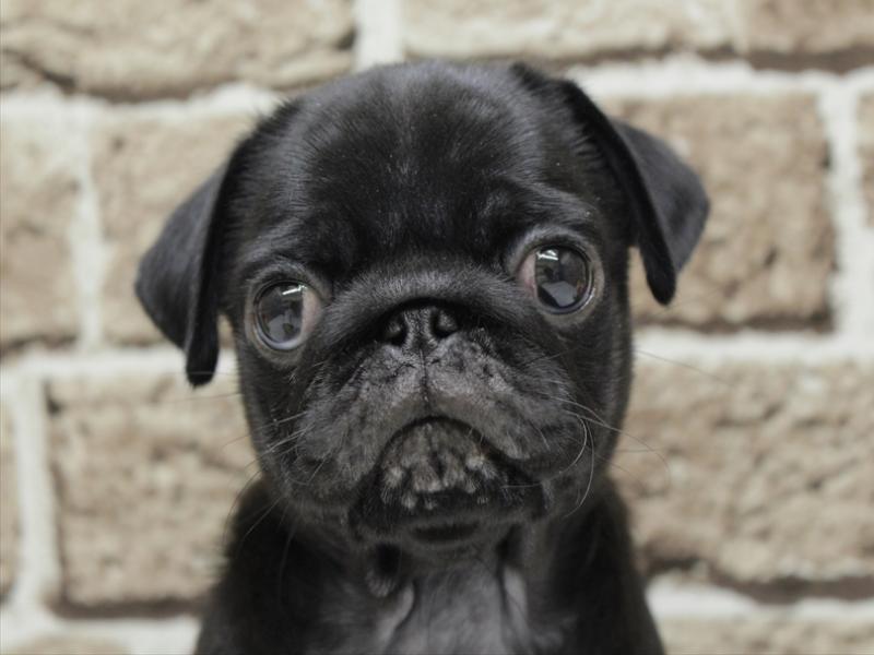 福岡県のパグ (ワンラブ福岡総本店/2026年2月1日生まれ/女の子/ブラック)の子犬の1枚目の画像