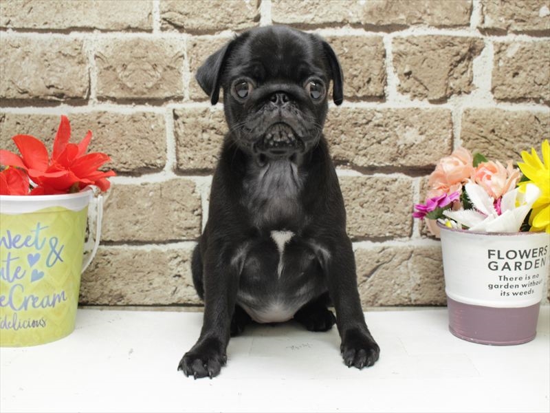 福岡県のパグ (ワンラブ福岡総本店/2026年2月1日生まれ/女の子/ブラック)の子犬の3枚目の画像