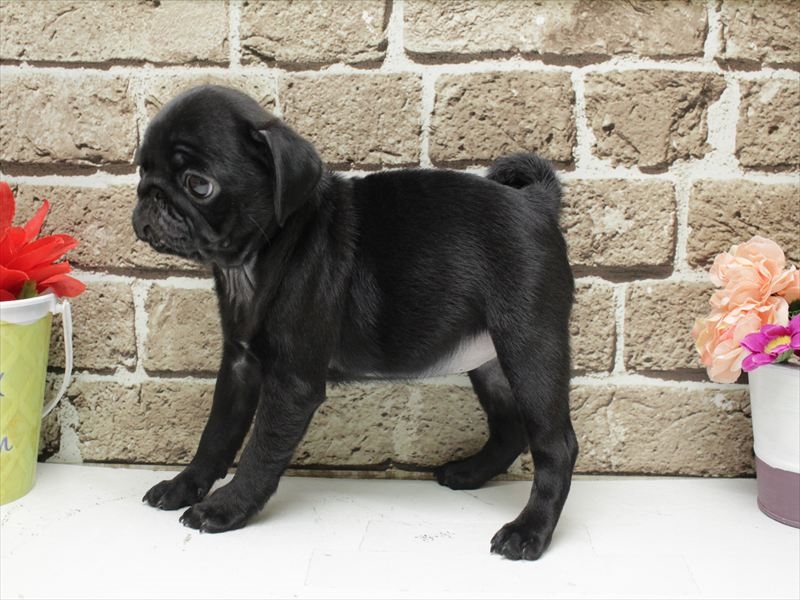 福岡県のパグ (ワンラブ福岡総本店/2026年2月1日生まれ/女の子/ブラック)の子犬の2枚目の画像