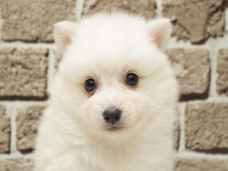 福岡県の日本スピッツ (ワンラブ福岡総本店/2026年2月1日生まれ/女の子/ホワイト)の子犬の1枚目の画像