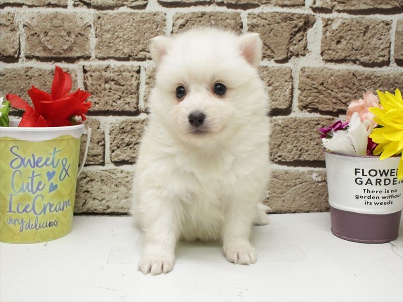 福岡県の日本スピッツ (ワンラブ福岡総本店/2026年2月1日生まれ/女の子/ホワイト)の子犬の3枚目の画像