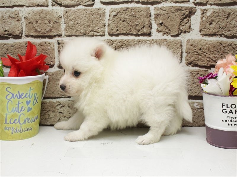 福岡県の日本スピッツ (ワンラブ福岡総本店/2026年2月1日生まれ/女の子/ホワイト)の子犬の2枚目の画像