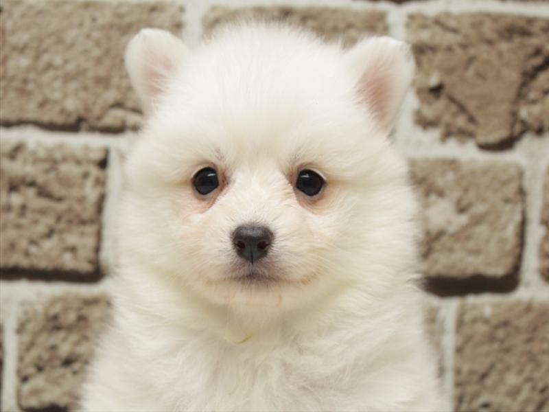 福岡県の日本スピッツ (ワンラブ福岡総本店/2026年2月1日生まれ/女の子/ホワイト)の子犬の1枚目の画像