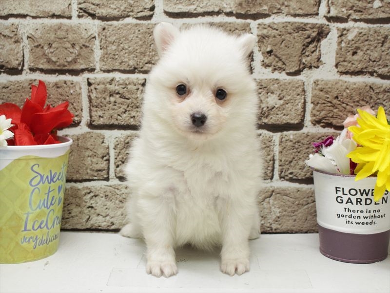 福岡県の日本スピッツ (ワンラブ福岡総本店/2026年2月1日生まれ/女の子/ホワイト)の子犬の3枚目の画像