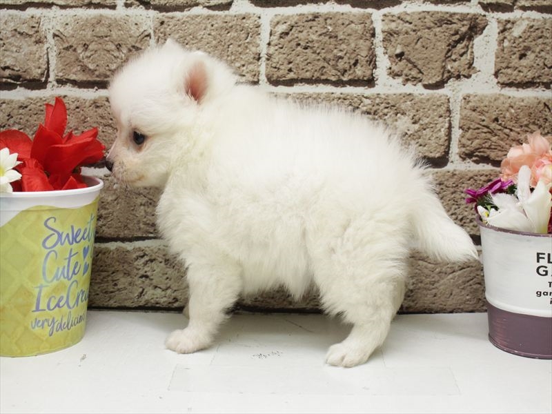 福岡県の日本スピッツ (ワンラブ福岡総本店/2026年2月1日生まれ/女の子/ホワイト)の子犬の2枚目の画像