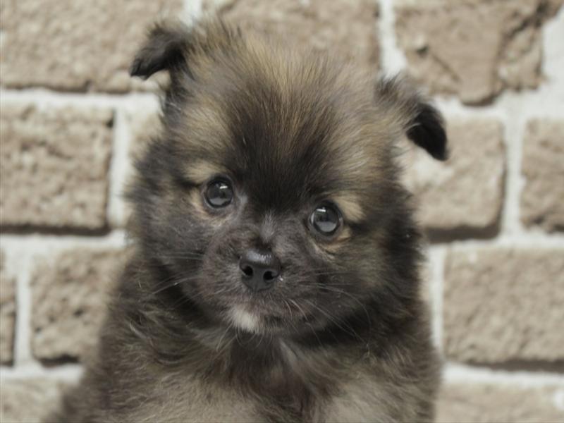 福岡県のポメチワ/チワポメ/ポメチー(ポメラニアン×チワワ) (ワンラブ福岡総本店/2026年2月3日生まれ/男の子/ウルフセーブル)の子犬の1枚目の画像
