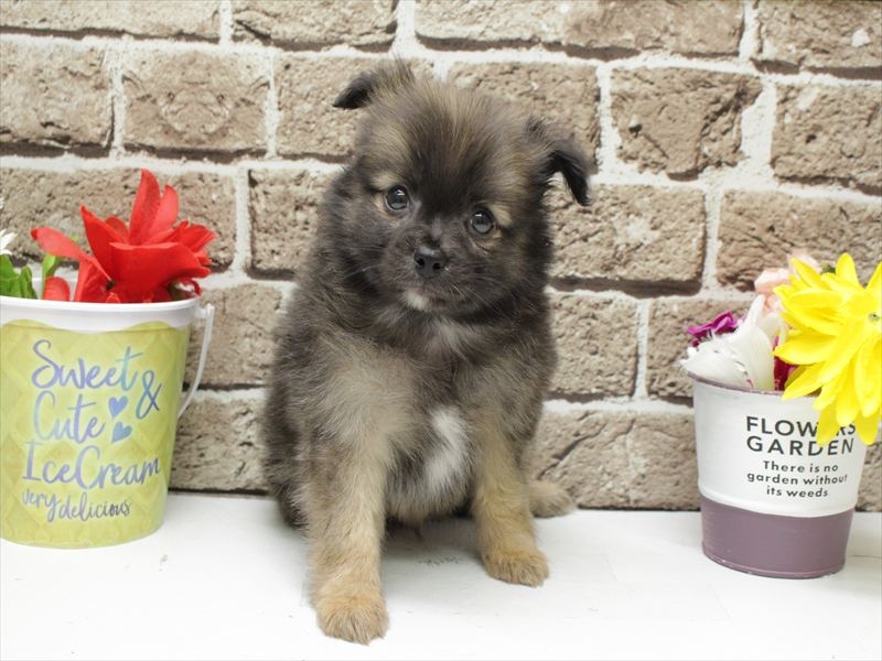 福岡県のポメチワ/チワポメ/ポメチー(ポメラニアン×チワワ) (ワンラブ福岡総本店/2026年2月3日生まれ/男の子/ウルフセーブル)の子犬の3枚目の画像