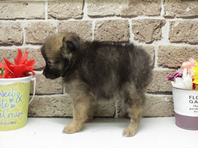 福岡県のポメチワ/チワポメ/ポメチー(ポメラニアン×チワワ) (ワンラブ福岡総本店/2026年2月3日生まれ/男の子/ウルフセーブル)の子犬の2枚目の画像