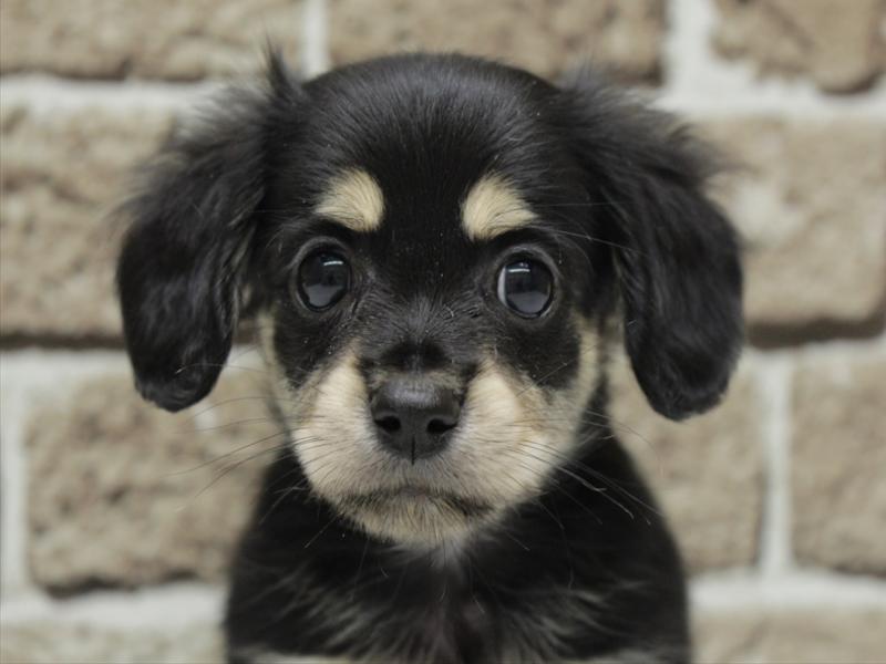 福岡県のチワックス(チワワ×ダックス) (ワンラブ福岡総本店/2026年2月2日生まれ/男の子/ブラックイエロー)の子犬の1枚目の画像