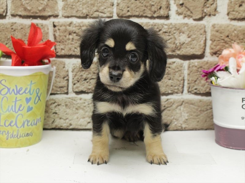 福岡県のチワックス(チワワ×ダックス) (ワンラブ福岡総本店/2026年2月2日生まれ/男の子/ブラックイエロー)の子犬の3枚目の画像