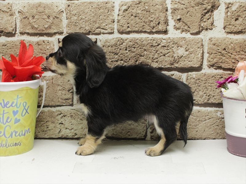 福岡県のチワックス(チワワ×ダックス) (ワンラブ福岡総本店/2026年2月2日生まれ/男の子/ブラックイエロー)の子犬の2枚目の画像