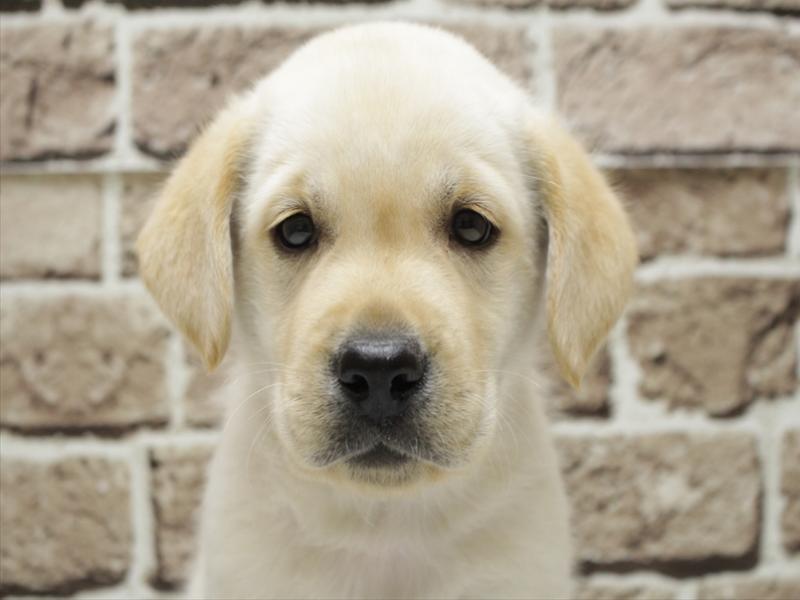 福岡県のラブラドールレトリーバー (ワンラブ福岡総本店/2026年2月3日生まれ/男の子/イエロー)の子犬の1枚目の画像