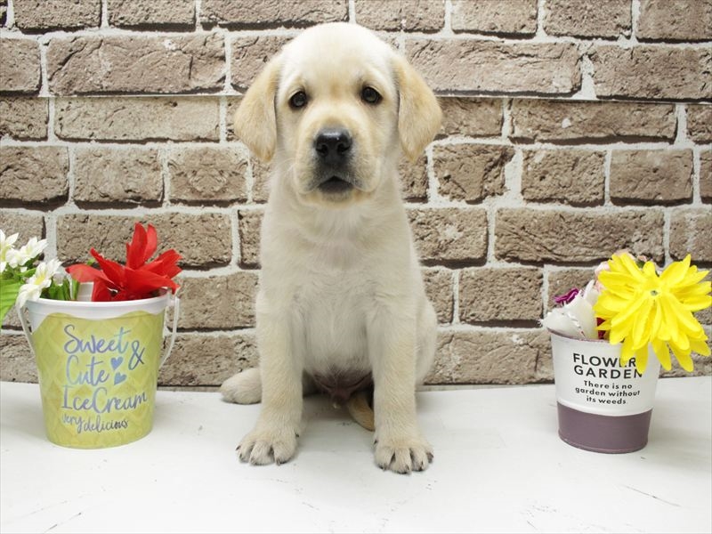 福岡県のラブラドールレトリーバー (ワンラブ福岡総本店/2026年2月3日生まれ/男の子/イエロー)の子犬の3枚目の画像