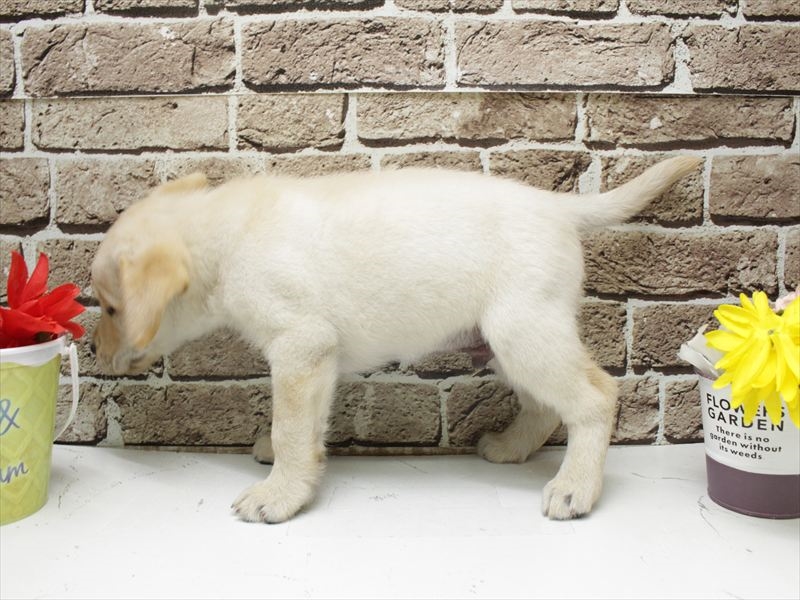 福岡県のラブラドールレトリーバー (ワンラブ福岡総本店/2026年2月3日生まれ/男の子/イエロー)の子犬の2枚目の画像