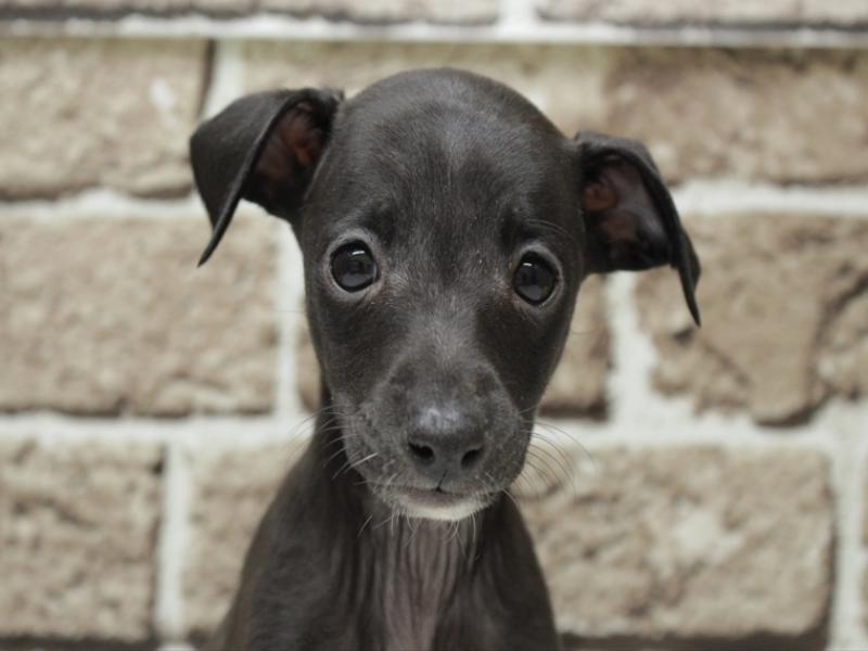 福岡県のイタリアングレーハウンド (ワンラブ福岡総本店/2026年2月3日生まれ/女の子/シール)の子犬の1枚目の画像