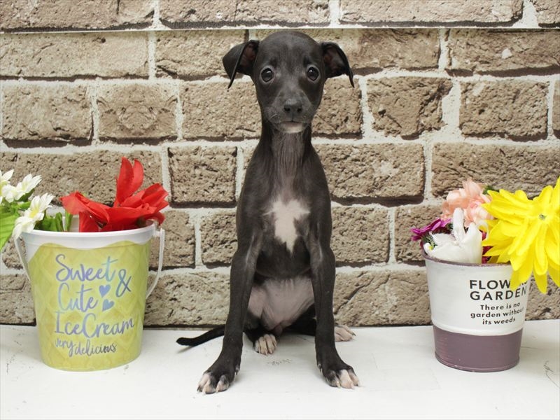 福岡県のイタリアングレーハウンド (ワンラブ福岡総本店/2026年2月3日生まれ/女の子/シール)の子犬の3枚目の画像