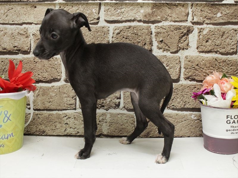 福岡県のイタリアングレーハウンド (ワンラブ福岡総本店/2026年2月3日生まれ/女の子/シール)の子犬の2枚目の画像