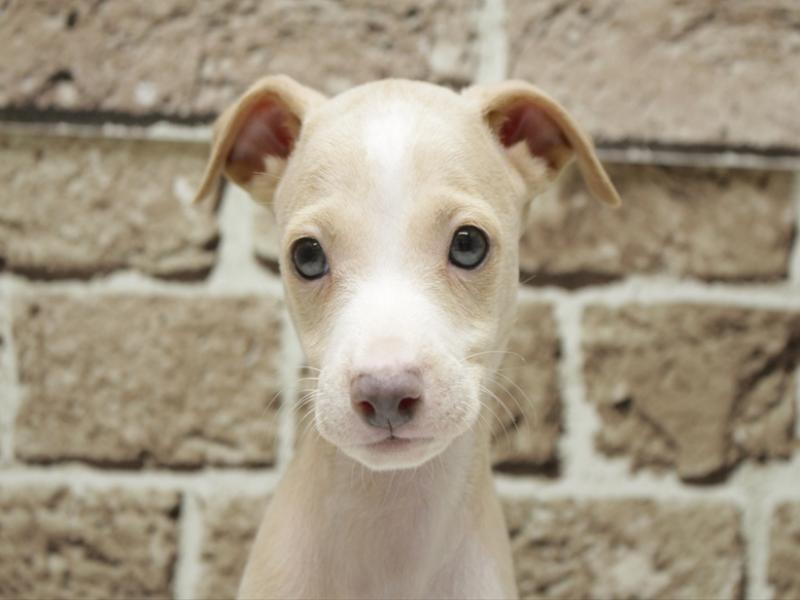 福岡県のイタリアングレーハウンド (ワンラブ福岡総本店/2026年2月3日生まれ/男の子/フォーンホワイト)の子犬の1枚目の画像