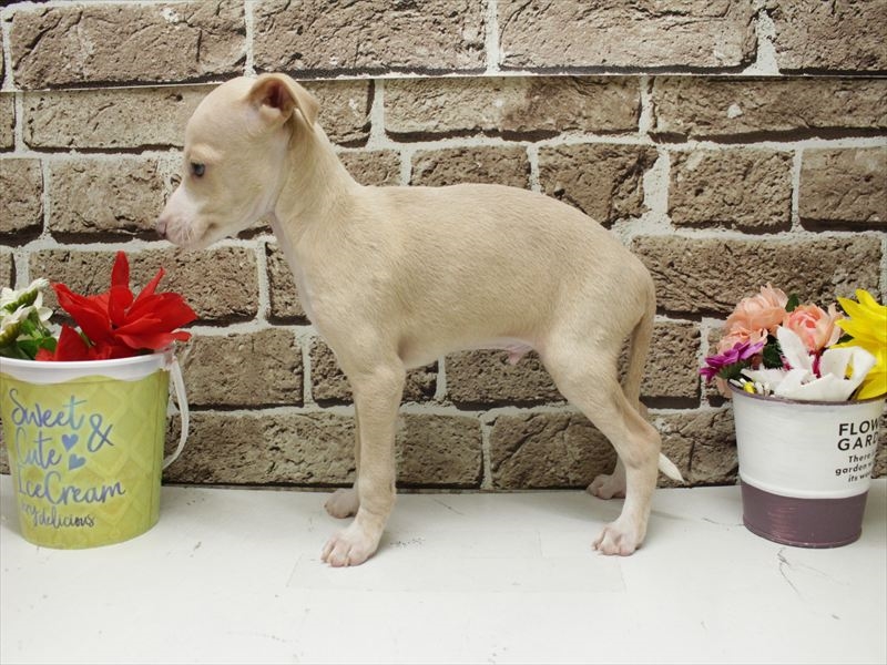 福岡県のイタリアングレーハウンド (ワンラブ福岡総本店/2026年2月3日生まれ/男の子/フォーンホワイト)の子犬の2枚目の画像