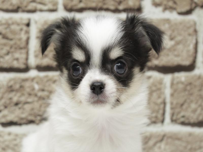 福岡県のチワワ(ロング) (ワンラブ福岡総本店/2026年2月1日生まれ/男の子/ホワイトブラックタン)の子犬の1枚目の画像