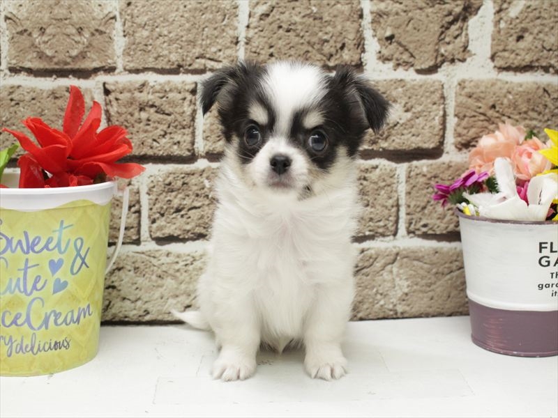 福岡県のチワワ(ロング) (ワンラブ福岡総本店/2026年2月1日生まれ/男の子/ホワイトブラックタン)の子犬の3枚目の画像