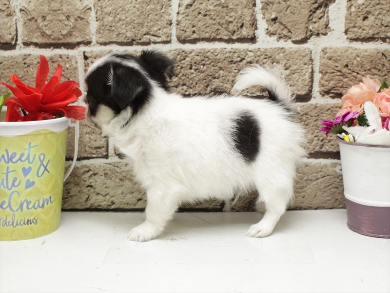 福岡県のチワワ(ロング) (ワンラブ福岡総本店/2026年2月1日生まれ/男の子/ホワイトブラックタン)の子犬の2枚目の画像