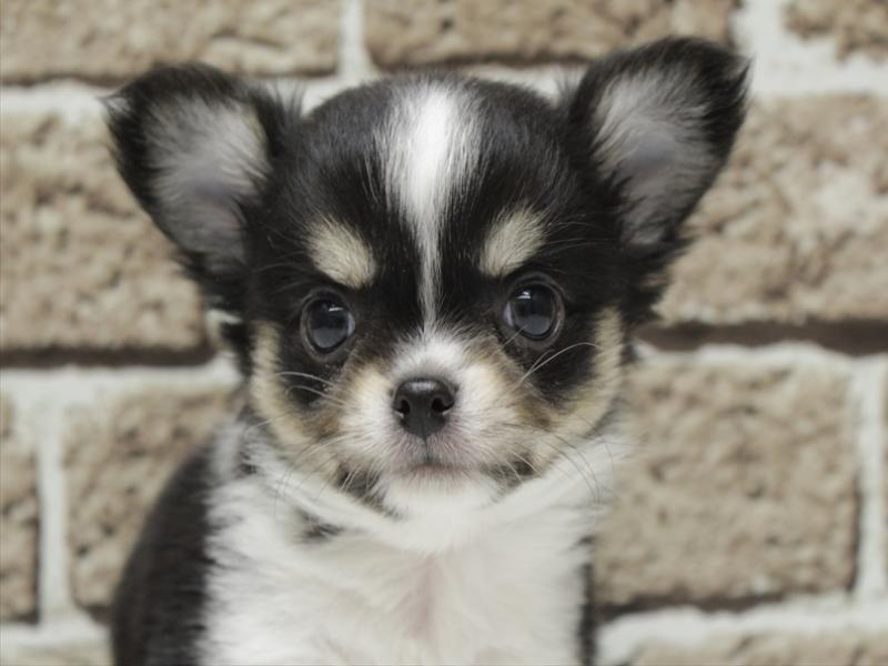 福岡県のチワワ(ロング) (ワンラブ福岡総本店/2026年2月1日生まれ/男の子/ブラックタンホワイト)の子犬の1枚目の画像