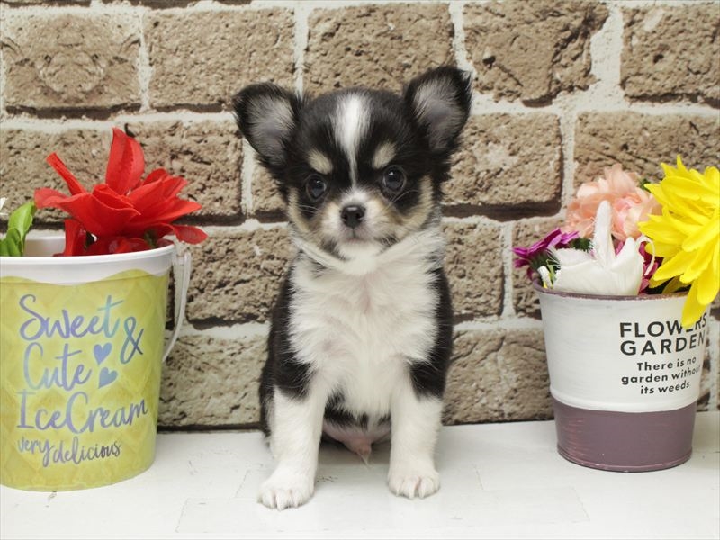 福岡県のチワワ(ロング) (ワンラブ福岡総本店/2026年2月1日生まれ/男の子/ブラックタンホワイト)の子犬の3枚目の画像