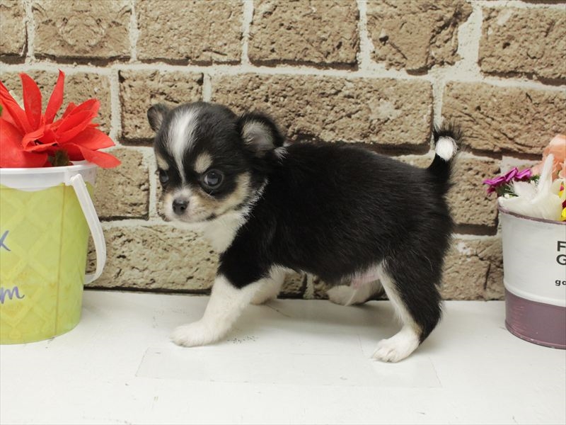 福岡県のチワワ(ロング) (ワンラブ福岡総本店/2026年2月1日生まれ/男の子/ブラックタンホワイト)の子犬の2枚目の画像