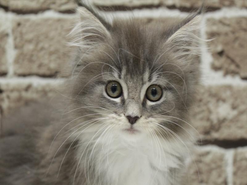 福岡県のメインクーン (ワンラブ福岡総本店/2026年1月28日生まれ/女の子/シルバータビーホワイト)の子猫の1枚目の画像