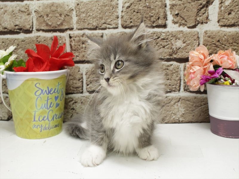 福岡県のメインクーン (ワンラブ福岡総本店/2026年1月28日生まれ/女の子/シルバータビーホワイト)の子猫の3枚目の画像