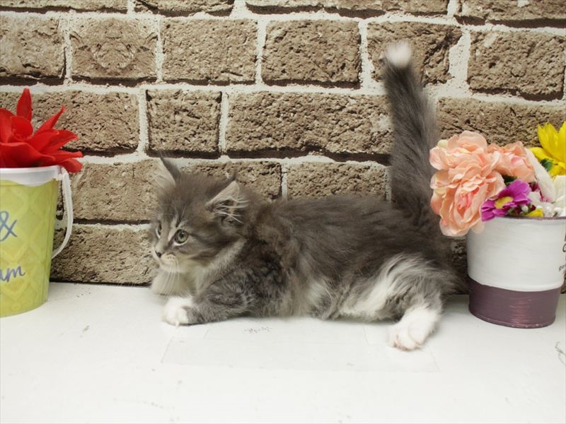 福岡県のメインクーン (ワンラブ福岡総本店/2026年1月28日生まれ/女の子/シルバータビーホワイト)の子猫の2枚目の画像