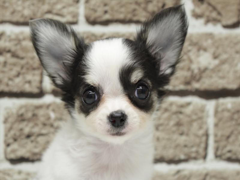 福岡県のチワワ(ロング) (ワンラブ福岡総本店/2026年2月2日生まれ/女の子/ホワイトブラックタン)の子犬の1枚目の画像