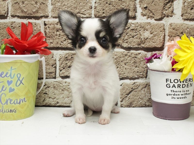 福岡県のチワワ(ロング) (ワンラブ福岡総本店/2026年2月2日生まれ/女の子/ホワイトブラックタン)の子犬の3枚目の画像